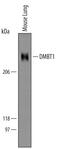 gp300 antibody, AF5915, R&D Systems, Western Blot image 