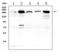 Integrin Subunit Beta 4 antibody, LS-C313400, Lifespan Biosciences, Western Blot image 