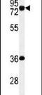 Integrator Complex Subunit 10 antibody, PA5-26920, Invitrogen Antibodies, Western Blot image 