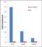 JunD Proto-Oncogene, AP-1 Transcription Factor Subunit antibody, 720035, Invitrogen Antibodies, Chromatin Immunoprecipitation image 