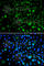 Kruppel Like Factor 15 antibody, A7194, ABclonal Technology, Immunofluorescence image 