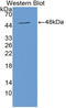 Chromogranin B antibody, LS-C293334, Lifespan Biosciences, Western Blot image 