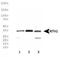 Nth Like DNA Glycosylase 1 antibody, NB100-108, Novus Biologicals, Western Blot image 