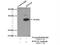 Ring Finger Protein 141 antibody, 26041-1-AP, Proteintech Group, Immunoprecipitation image 