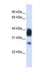 Ribonuclease H1 antibody, orb324858, Biorbyt, Western Blot image 