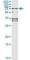 SP110 Nuclear Body Protein antibody, H00003431-M01, Novus Biologicals, Immunoprecipitation image 