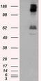 Lipase G, Endothelial Type antibody, LS-C115067, Lifespan Biosciences, Western Blot image 