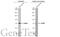 Sterile Alpha And TIR Motif Containing 1 antibody, GTX636097, GeneTex, Western Blot image 