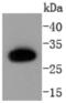 Caspase 6 antibody, NBP2-67718, Novus Biologicals, Western Blot image 