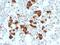 Proopiomelanocortin antibody, GTX34392, GeneTex, Immunohistochemistry paraffin image 