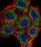 TSC22 Domain Family Member 2 antibody, abx028878, Abbexa, Immunofluorescence image 