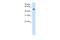 Torsin Family 3 Member A antibody, A12138, Boster Biological Technology, Western Blot image 