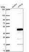 Serine protease 25 antibody, NBP1-82482, Novus Biologicals, Western Blot image 