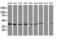 DnaJ Heat Shock Protein Family (Hsp40) Member B1 antibody, LS-C785498, Lifespan Biosciences, Western Blot image 