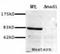 Mitotic Arrest Deficient 1 Like 1 antibody, orb76710, Biorbyt, Western Blot image 