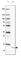 Coiled-Coil Domain Containing 167 antibody, HPA045215, Atlas Antibodies, Western Blot image 