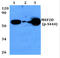 Myocyte Enhancer Factor 2D antibody, AP01835PU-N, Origene, Western Blot image 