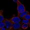Zinc Finger Protein 747 antibody, PA5-67036, Invitrogen Antibodies, Immunofluorescence image 