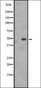 GASR antibody, orb335603, Biorbyt, Western Blot image 