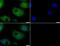 Mucin 4, Cell Surface Associated antibody, PA5-23077, Invitrogen Antibodies, Immunofluorescence image 