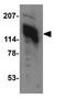 Autophagy And Beclin 1 Regulator 1 antibody, GTX17003, GeneTex, Western Blot image 