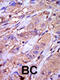 Casein Kinase 1 Epsilon antibody, 62-885, ProSci, Immunohistochemistry paraffin image 