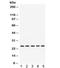 Progesterone Receptor Membrane Component 1 antibody, R31787, NSJ Bioreagents, Western Blot image 