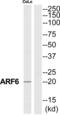 ADP Ribosylation Factor 6 antibody, abx014160, Abbexa, Western Blot image 