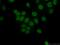 NGFI-A Binding Protein 2 antibody, 19601-1-AP, Proteintech Group, Immunofluorescence image 