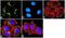 Syntaxin 6 antibody, 701823, Invitrogen Antibodies, Immunofluorescence image 
