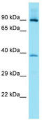 Family With Sequence Similarity 83 Member G antibody, TA335979, Origene, Western Blot image 