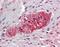 Taxilin Beta antibody, orb96676, Biorbyt, Immunohistochemistry paraffin image 