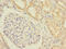 EAAT5 antibody, orb41334, Biorbyt, Immunohistochemistry paraffin image 