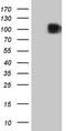 c-Kit antibody, LS-C794501, Lifespan Biosciences, Western Blot image 