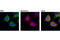 Mitochondrial Antiviral Signaling Protein antibody, 3993S, Cell Signaling Technology, Immunocytochemistry image 