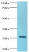 Interleukin 27 antibody, LS-C378836, Lifespan Biosciences, Western Blot image 