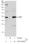 SUMO1 Activating Enzyme Subunit 1 antibody, GTX113602, GeneTex, Immunoprecipitation image 