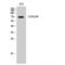 Spindle Apparatus Coiled-Coil Protein 1 antibody, LS-C382499, Lifespan Biosciences, Western Blot image 