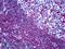 Hepatocyte Growth Factor antibody, LS-B5170, Lifespan Biosciences, Immunohistochemistry frozen image 