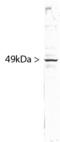 Splicing Factor 3b Subunit 4 antibody, LS-B10383, Lifespan Biosciences, Western Blot image 