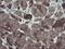 Diphthamide Biosynthesis 2 antibody, NBP2-46475, Novus Biologicals, Immunohistochemistry frozen image 