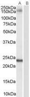 Golgin subfamily A member 3 antibody, GTX89474, GeneTex, Western Blot image 