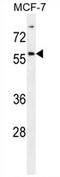 Zinc Finger Protein 165 antibody, AP54672PU-N, Origene, Western Blot image 