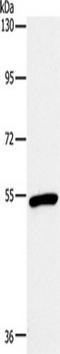 Oxytocin Receptor antibody, TA351476, Origene, Western Blot image 