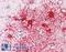 Adenylate Cyclase 1 antibody, LS-B10007, Lifespan Biosciences, Immunohistochemistry frozen image 