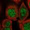 Zinc Finger Matrin-Type 3 antibody, HPA054356, Atlas Antibodies, Immunocytochemistry image 