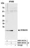 S100 Calcium Binding Protein A16 antibody, NBP2-60724, Novus Biologicals, Western Blot image 