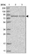 Hook Microtubule Tethering Protein 3 antibody, NBP1-81743, Novus Biologicals, Western Blot image 