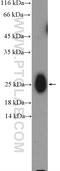 Immunoglobulin Kappa Constant antibody, 14678-1-AP, Proteintech Group, Western Blot image 