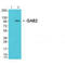 GRB2 Associated Binding Protein 2 antibody, A02386-2, Boster Biological Technology, Western Blot image 